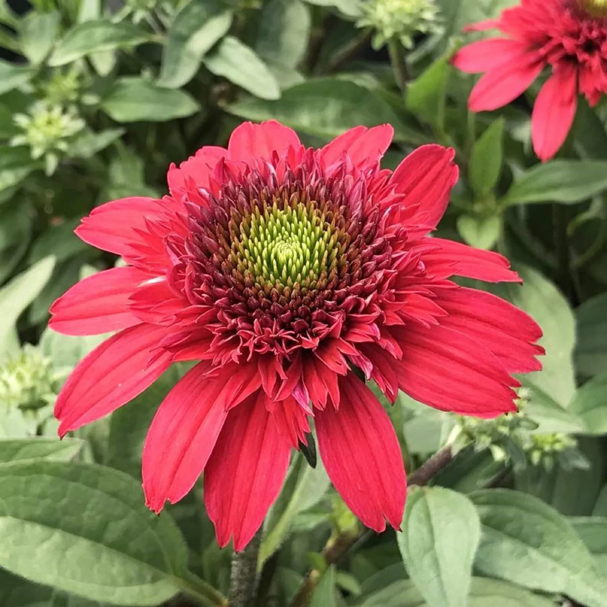Red Ruby Echinacea Seeds