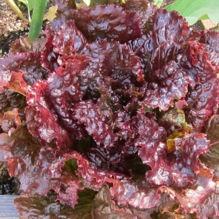 Red Sails Lettuce seeds - Vegetable Plant