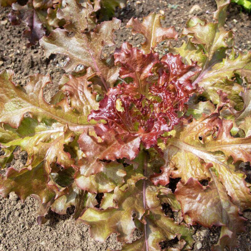Red Sails Lettuce seeds - Vegetable Plant