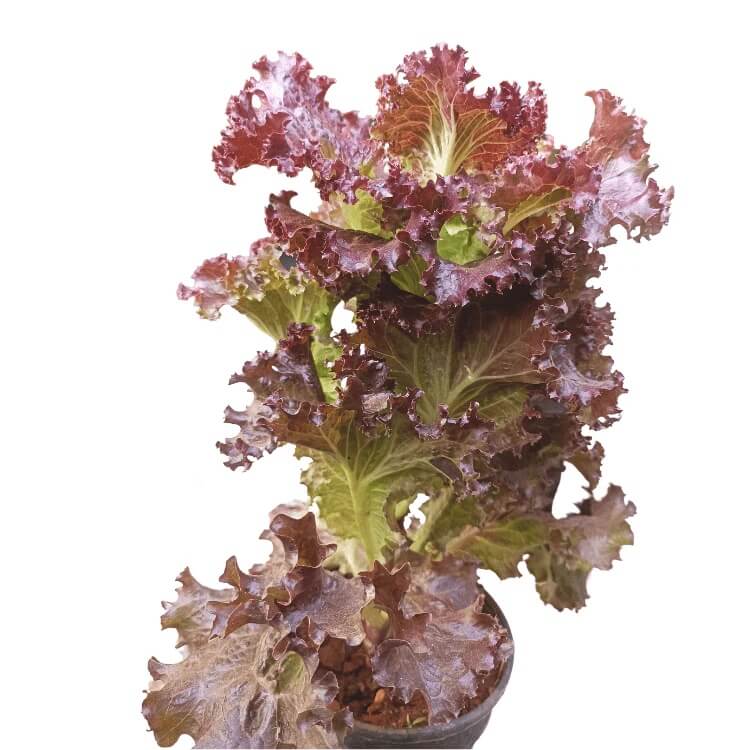 Red Sails Lettuce seeds - Vegetable Plant
