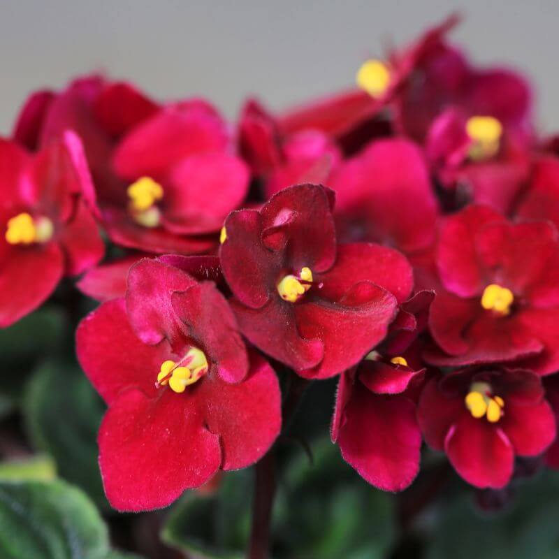 Red Saintpaulia African Violet Seeds - Flower Plant