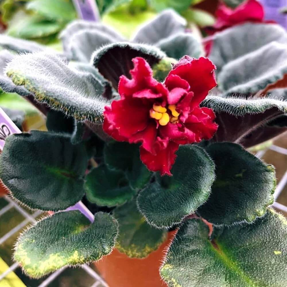 Red Saintpaulia African Violet Seeds - Flower Plant