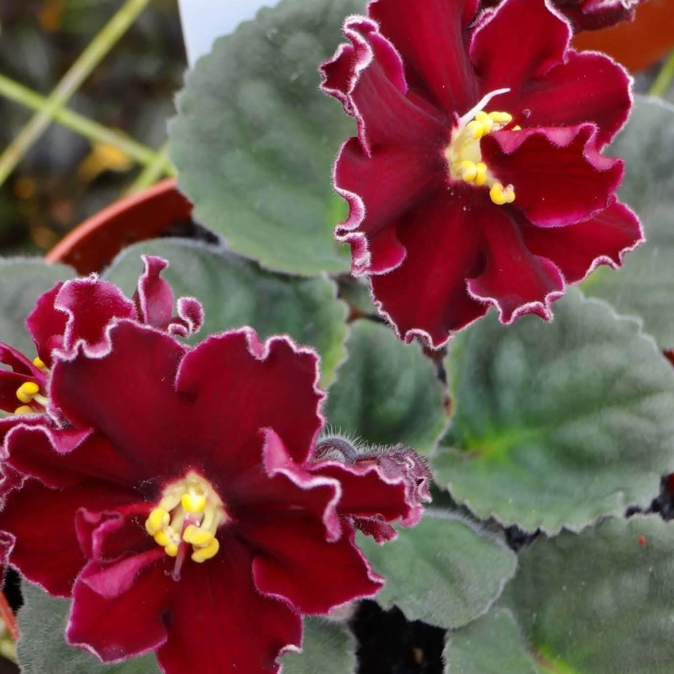 Red Saintpaulia African Violet Seeds - Flower Plant