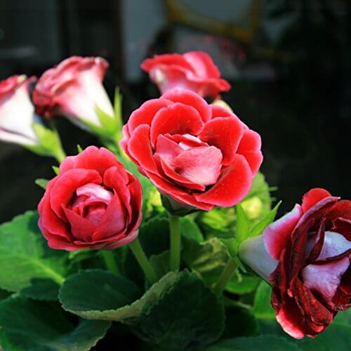 Red Saintpaulia African Violet Seeds - Flower Plant