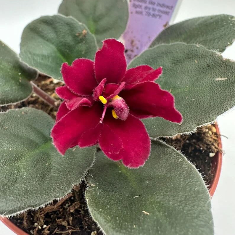 Red Saintpaulia African Violet Seeds - Flower Plant