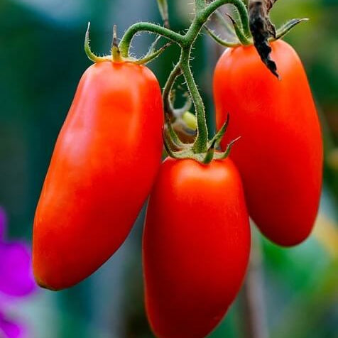 Red San Marzano Tomato Seeds