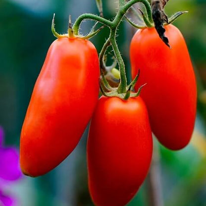 Red San Marzano Tomato Seeds