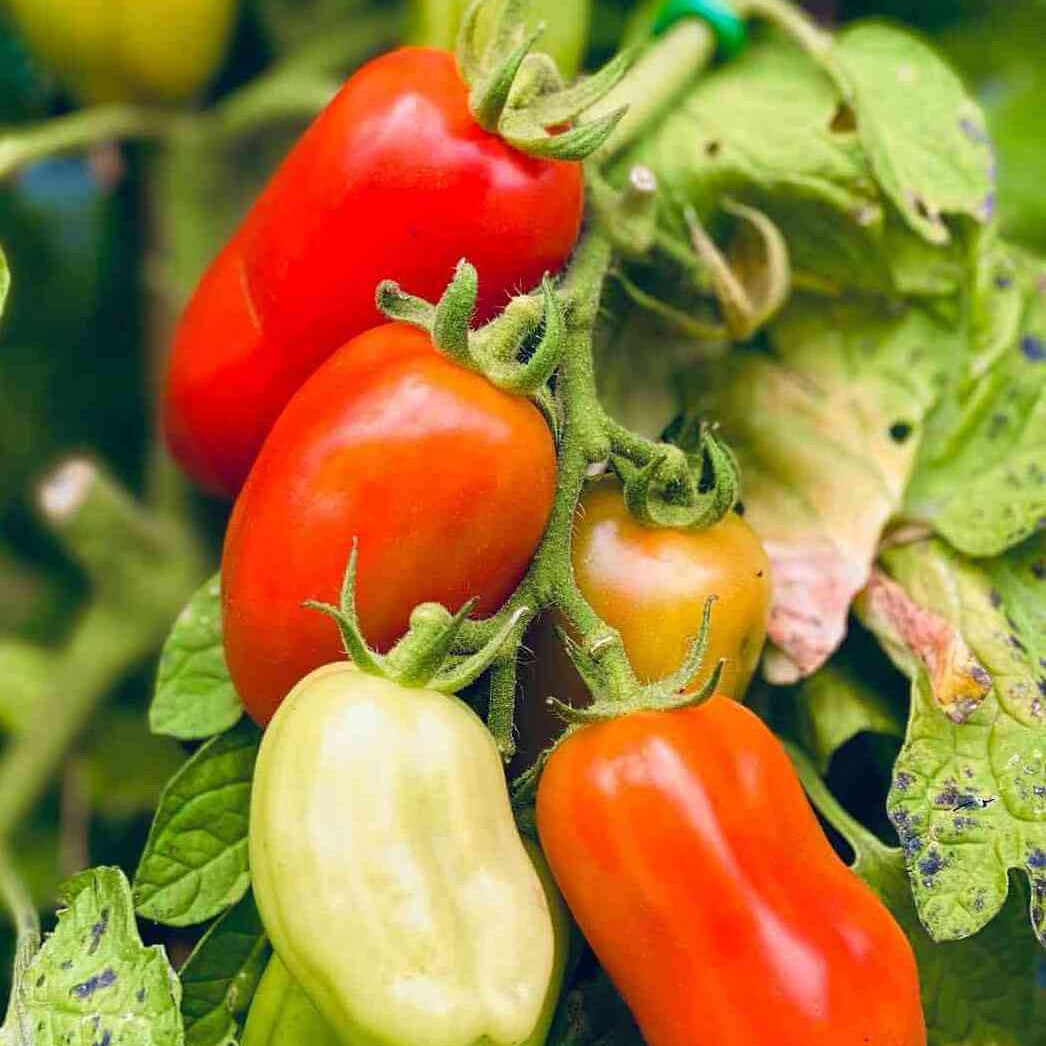 Red San Marzano Tomato Seeds
