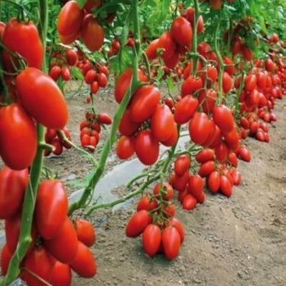 Red San Marzano Tomato Seeds