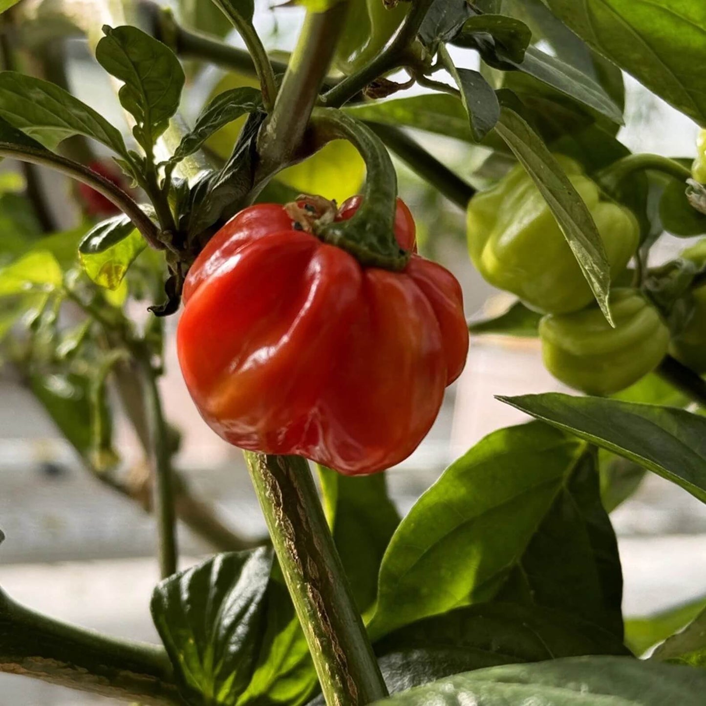 Red Savina Pepper Seeds  - Vegetable Plant