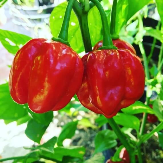 Red Savina Pepper Seeds  - Vegetable Plant
