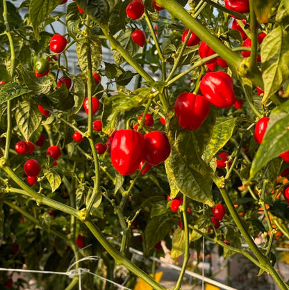 Red Savina Pepper Seeds  - Vegetable Plant