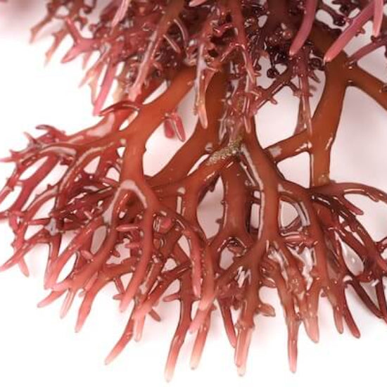 Red Seaweed Seeds 