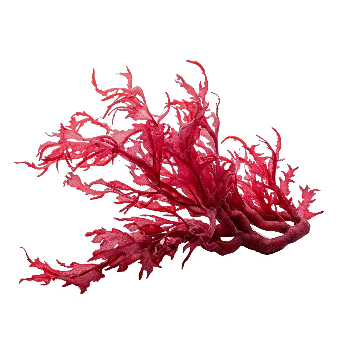 Red Seaweed Seeds 