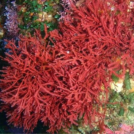 Red Seaweed Seeds 