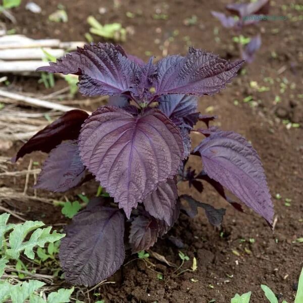 Red Shiso Seeds