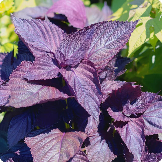 Red Shiso Seeds - Herbal Plant