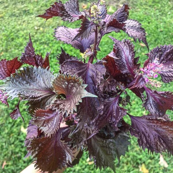 Red Shiso Seeds - Herbal Plant