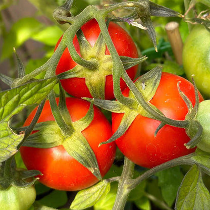 Red Siberian Tomato Seeds