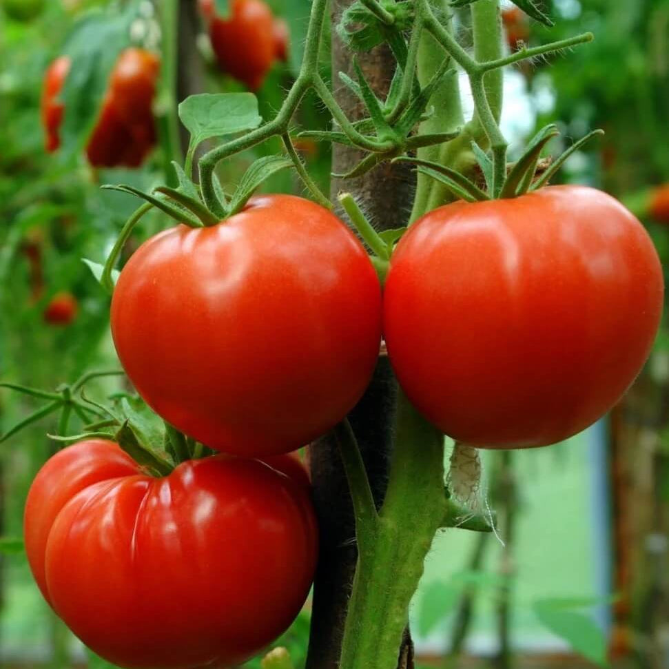 Red Siberian Tomato Seeds