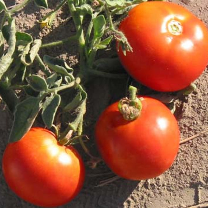 Red Siberian Tomato Seeds