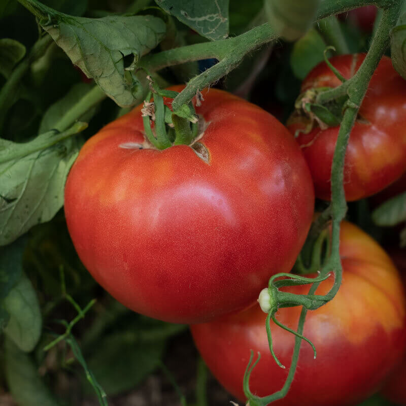 Red Siberian Tomato Seeds