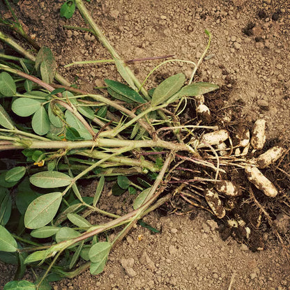 Red Skin Peanut Seeds