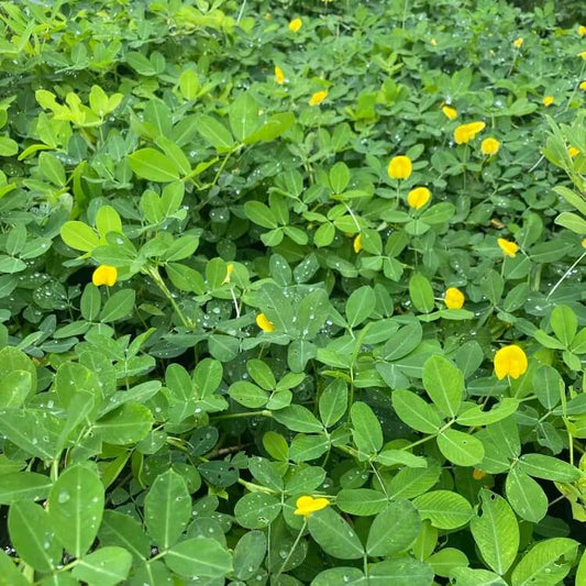 Red Skin Peanut Seeds