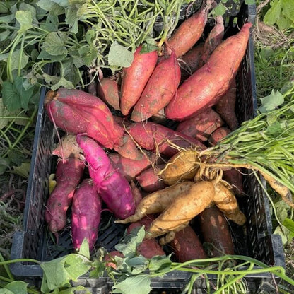Red Skin Yacon Seeds