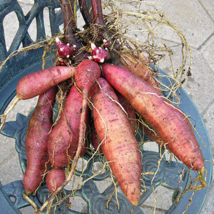 Red Skin Yacon Seeds