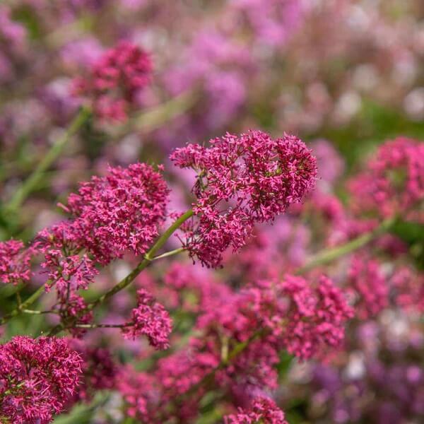 Red_Spur_Valerian_Seeds