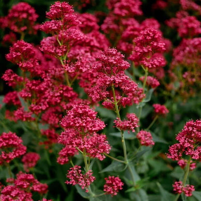 Red_Spur_Valerian_Seeds_