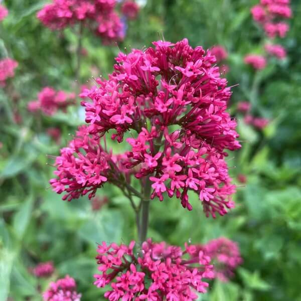 Red_Spur_Valerian_Seeds_
