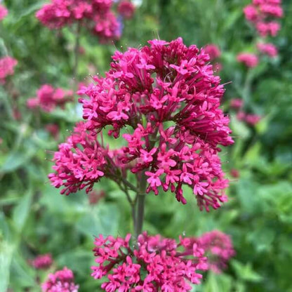 Red_Spur_Valerian_Seeds_