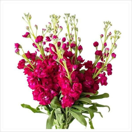 Red Stock Seeds - Flower Plant for Home Gardens