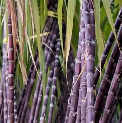 Red Sugarcane Seeds