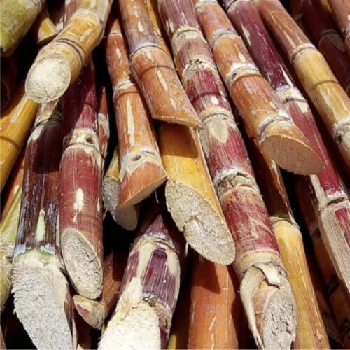 Red Sugarcane Seeds