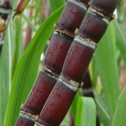Red Sugarcane Seeds