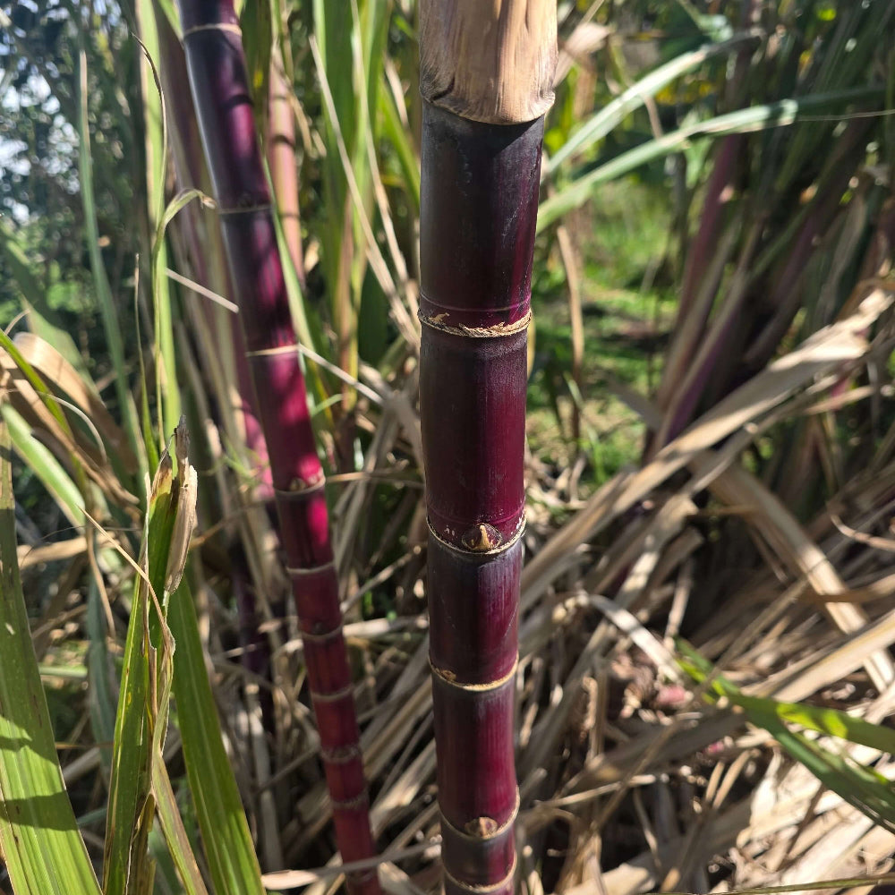 Red Sugarcane Seeds 