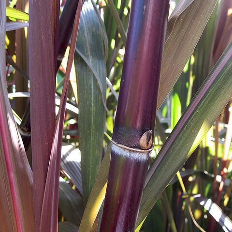 Red Sugarcane Seeds 