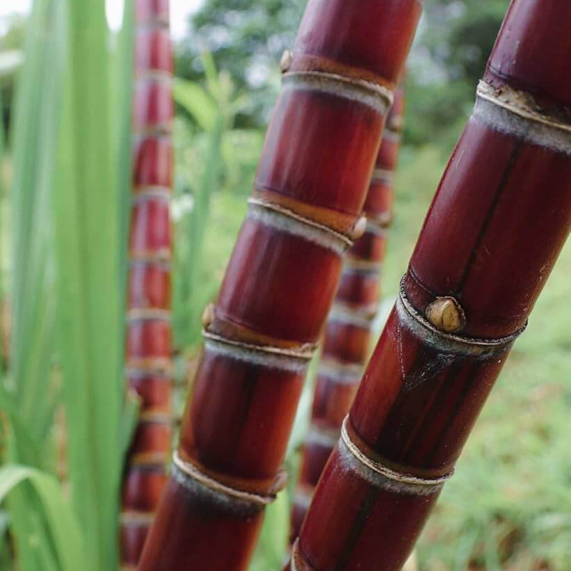 Red Sugarcane Seeds 