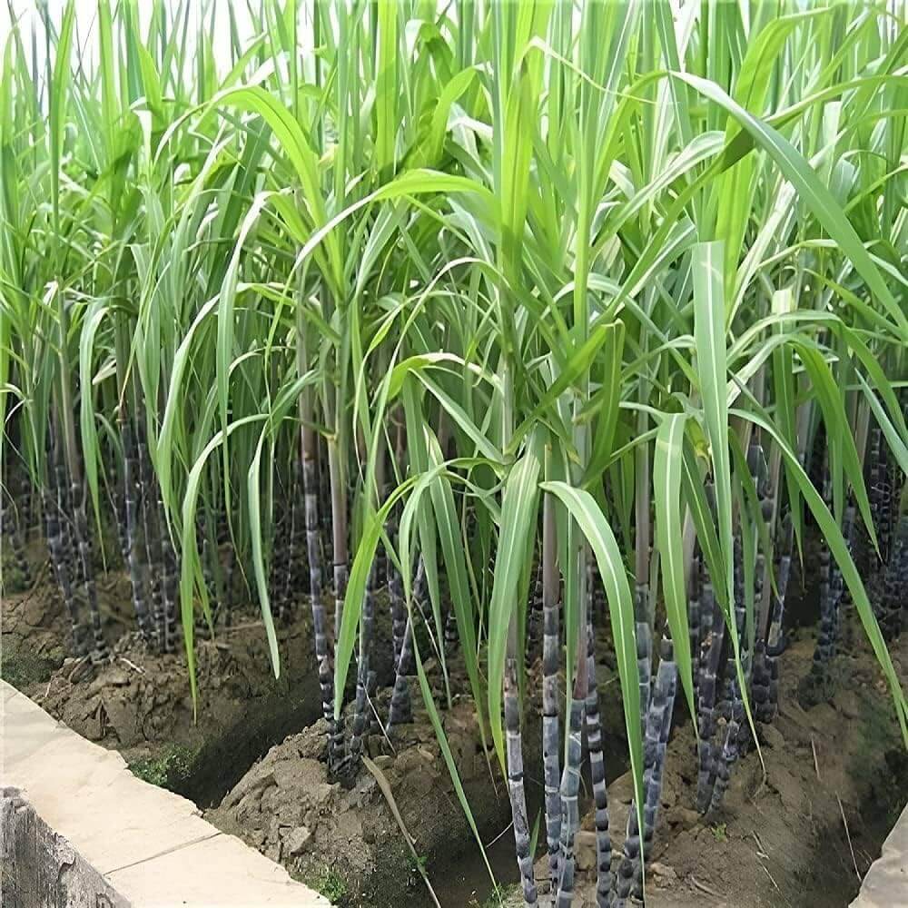 Red Sugarcane Seeds 
