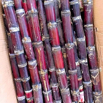 Red Sugarcane Seeds 