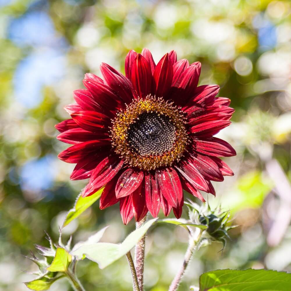 Red Sun Sunflower Seeds - Flower Plant