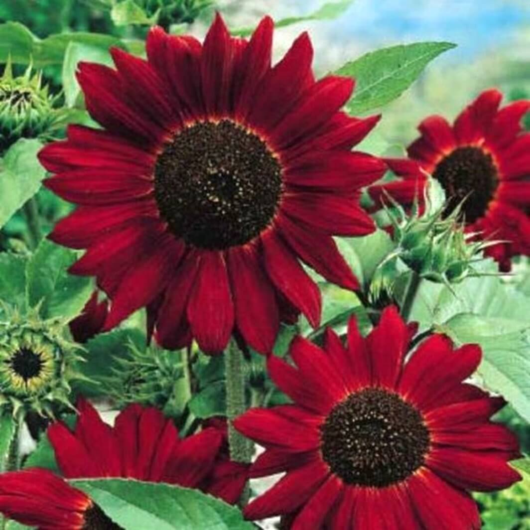 Red Sun Sunflower Seeds - Flower Plant