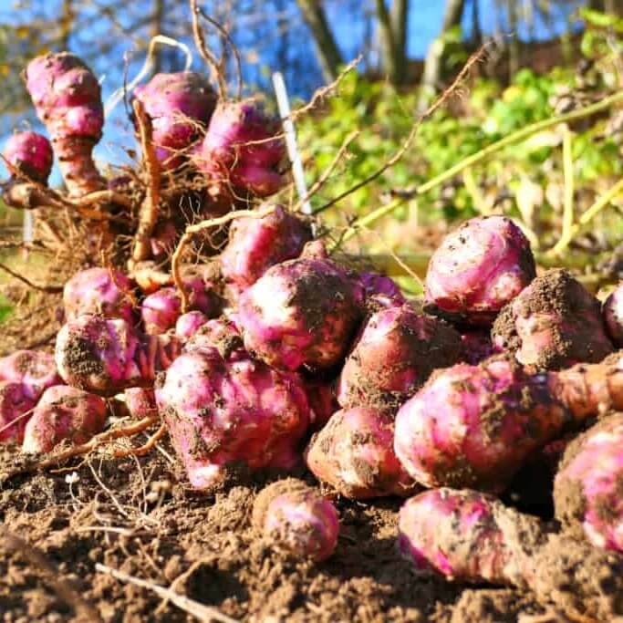 Red Sunchoke Varieties seeds