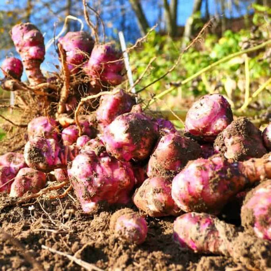 Red Sunchoke Varieties seeds