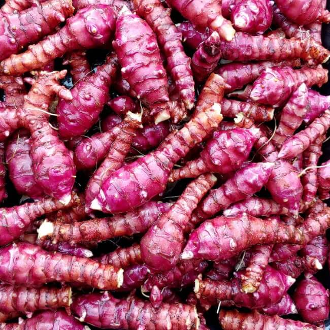 Red Sunchoke Varieties seeds