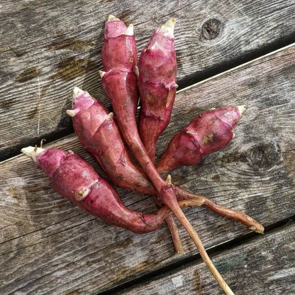 Red Sunchoke Varieties seeds