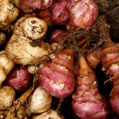 Red Sunchoke Varieties seeds